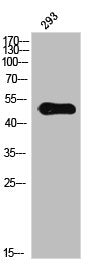 Western Blot analysis of 3T3 cells using Phospho-IL-13Rα1 (Y405) Polyclonal Antibody