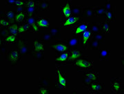 Immunofluorescence staining of Hela cells with CSB-PA009599LA01HU at 1:167, counter-stained with DAPI. The cells were fixed in 4% formaldehyde, permeabilized using 0.2% Triton X-100 and blocked in 10% normal Goat Serum. The cells were then incubat...