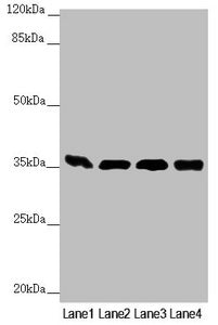 Western blot All lanes: GNB2 antibody at 1.87 ug/ml Lane 1: Mouse liver tissue Lane 2: Mouse lung tissue Lane 3: NIH/3T3 whole cell lysate Lane 4: Jurkat whole cell lysate Secondary Goat polyclonal to rabbit IgG at 1/10000 dilution Predicted band...