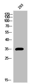 Western Blot analysis of 293 cells using Arginase I Polyclonal Antibody