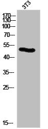 Western Blot analysis of 3T3 cells using Cytokeratin 14/16 Polyclonal Antibody