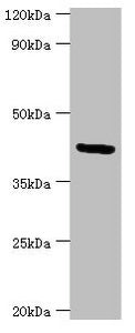 Western blot All lanes: Golgi membrane protein 1 antibody at 7ug/ml + Hela whole cell lysate Secondary Goat polyclonal to rabbit IgG at 1/10000 dilution Predicted band size: 46, 45 kDa Observed band size: 46 kDa