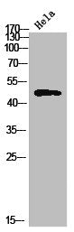 Western Blot analysis of HeLa cells using TBPL2 Polyclonal Antibody