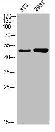 Western blot analysis of 3T3 293T using p-Cytokeratin 18 (S52) antibody.
