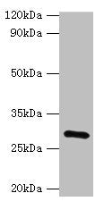 Western blot All lanes: GOSR1 antibody at 16ug/ml + Mouse liver tissue Secondary Goat polyclonal to rabbit IgG at 1/10000 dilution Predicted band size: 29, 22 kDa Observed band size: 29 kDa