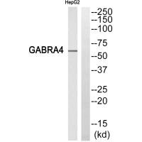 Western blot analysis of extracts from HepG2 cells, using GABRA4 antibody.