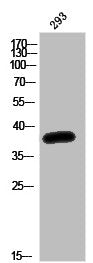 Western Blot analysis of 293T cells using Olfactory receptor 52K1 Polyclonal Antibody