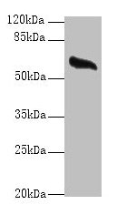 Western blot All lanes: GPC4 antibody at 8µg/ml + Mouse brain tissue Secondary Goat polyclonal to rabbit IgG at 1/10000 dilution Predicted band size: 63, 55 kDa Observed band size: 63 kDa
