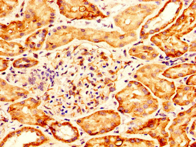 IHC image of CSB-PA009708LA01HU diluted at 1:300 and staining in paraffin-embedded human kidney tissue performed on a Leica BondTM system. After dewaxing and hydration, antigen retrieval was mediated by high pressure in a citrate buffer (pH 6.0)....