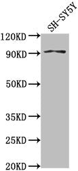 Western Blot Positive WB detected in: SH-SY5Y whole cell lysate All lanes: GPLD1 antibody at 1:2000 Secondary Goat polyclonal to rabbit IgG at 1/50000 dilution Predicted band size: 93, 20 kDa Observed band size: 93 kDa