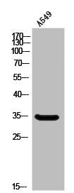 Western Blot analysis of A549 cells using Olfactory receptor 10A6 Polyclonal Antibody