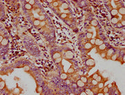 IHC image of CSB-PA009726LA01HU diluted at 1:400 and staining in paraffin-embedded human small intestine tissue performed on a Leica BondTM system. After dewaxing and hydration, antigen retrieval was mediated by high pressure in a citrate buffer (...