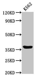 Western Blot Positive WB detected in: K562 whole cell lysate All lanes: GPR12 antibody at 2µg/ml Secondary Goat polyclonal to rabbit IgG at 1/50000 dilution Predicted band size: 37 kDa Observed band size: 37 kDa