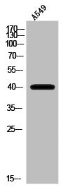 Western Blot analysis of A549 cells using Olfactory receptor 10V1 Polyclonal Antibody