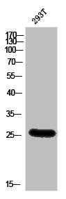 Western Blot analysis of 293T cells using BSX Polyclonal Antibody