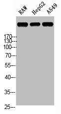 Western Blot analysis of RAW HepG2 A549 cells using Laminin α-5 Polyclonal Antibody