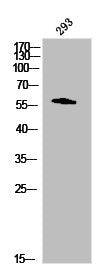 Western Blot analysis of NIH-3T3 cells using Lck Polyclonal Antibody