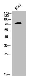 Western Blot analysis of K562 cells using Phospho-SLP-76 (Y128) Polyclonal Antibody