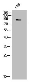 Western Blot analysis of COS7 cells using Ob-R Polyclonal Antibody