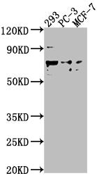 Western Blot Positive WB detected in: 293 whole cell lysate, PC-3 whole cell lysate, MCF-7 whole cell lysate All lanes: GPR37 antibody at 1:2000 Secondary Goat polyclonal to rabbit IgG at 1/50000 dilution Predicted band size: 68 kDa Observed band...