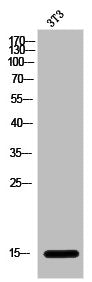 Western Blot analysis of 3T3 cells using Galectin-1 Polyclonal Antibody