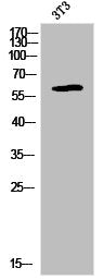 Western Blot analysis of K562 cells using LIMK-1 Polyclonal Antibody