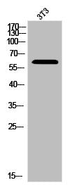 Western Blot analysis of K562 cells using LIMK-2 Polyclonal Antibody