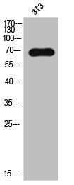 Western Blot analysis of 3T3 cells using LIMK-2 Polyclonal Antibody