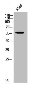 Western Blot analysis of A549 cells using Hepatic Lipase Polyclonal Antibody