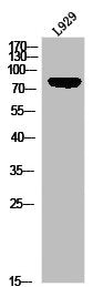 Western blot analysis of L929 using p-HSL (S855) antibody.