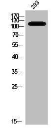 Western Blot analysis of 293 cells using Phospho-HSL (S552) Polyclonal Antibody