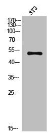Western Blot analysis of NIH-3T3 cells using Cleaved-Lamin A (N231) Polyclonal Antibody
