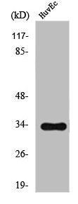 Western Blot analysis of HuvEc cells using Olfactory receptor 2T2/35 Polyclonal Antibody