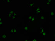 Immunofluorescence staining of A549 cells with CSB-PA009856LA01HU-IF at 1:100, counter-stained with DAPI. The cells were fixed in 4% formaldehyde and blocked in 10% normal Goat Serum. The cells were then incubated with the antibody overnight at 4°...