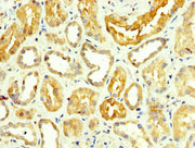 IHC image of CSB-PA009864LA01HU diluted at 1:350 and staining in paraffin-embedded human kidney tissue performed on a Leica BondTM system. After dewaxing and hydration, antigen retrieval was mediated by high pressure in a citrate buffer (pH 6.0)....