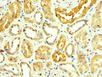 IHC image of CSB-PA009864LA01HU diluted at 1:350 and staining in paraffin-embedded human kidney tissue performed on a Leica BondTM system. After dewaxing and hydration, antigen retrieval was mediated by high pressure in a citrate buffer (pH 6.0)....
