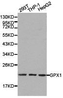 Western blot analysis of extracts of various cell lines, using GPX1 antibody.