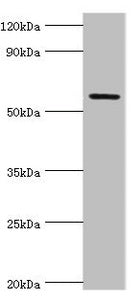 Western blot All lanes: Growth factor receptor-bound protein 7 antibody at 2ug/ml + Rat brain tissue Secondary Goat polyclonal to rabbit IgG at 1/10000 dilution Predicted band size: 60, 50, 63, 56 kDa Observed band size: 60 kDa