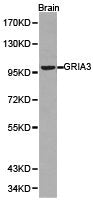 Western blot analysis of brian cell lysate using GRIA3 antibody.