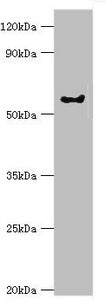 Western blot All lanes: G protein-coupled receptor kinase 6 antibody at 6ug/ml + Rat heart tissue Secondary Goat polyclonal to rabbit IgG at 1/10000 dilution Predicted band size: 66, 68, 65 kDa Observed band size: 66 kDa