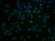 Immunofluorescence staining of Hela cells with CSB-PA009929LA01HU at 1:100, counter-stained with DAPI. The cells were fixed in 4% formaldehyde and blocked in 10% normal Goat Serum. The cells were then incubated with the antibody overnight at 4°C....