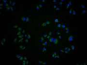 Immunofluorescence staining of Hela cells with CSB-PA009929LA11HU at 1:100, counter-stained with DAPI. The cells were fixed in 4% formaldehyde and blocked in 10% normal Goat Serum. The cells were then incubated with the antibody overnight at 4°C....