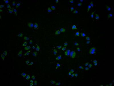 Immunofluorescence staining of Hela cells with CSB-PA009929LA11HU at 1:100, counter-stained with DAPI. The cells were fixed in 4% formaldehyde and blocked in 10% normal Goat Serum. The cells were then incubated with the antibody overnight at 4°C....