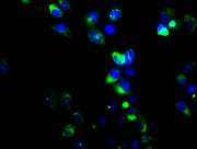 Immunofluorescence staining of Hela cells with CSB-PA009936LA01HU at 1:133, counter-stained with DAPI. The cells were fixed in 4% formaldehyde, permeabilized using 0.2% Triton X-100 and blocked in 10% normal Goat Serum. The cells were then incubat...