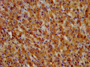 IHC image of CSB-PA009943LA01HU diluted at 1:300 and staining in paraffin-embedded human adrenal gland tissue performed on a Leica BondTM system. After dewaxing and hydration, antigen retrieval was mediated by high pressure in a citrate buffer (pH...