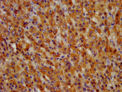 IHC image of CSB-PA009943LA01HU diluted at 1:300 and staining in paraffin-embedded human adrenal gland tissue performed on a Leica BondTM system. After dewaxing and hydration, antigen retrieval was mediated by high pressure in a citrate buffer (pH...