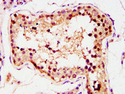 IHC image of CSB-PA009950LA01HU diluted at 1:400 and staining in paraffin-embedded human testis tissue performed on a Leica BondTM system. After dewaxing and hydration, antigen retrieval was mediated by high pressure in a citrate buffer (pH 6.0)....