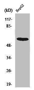 Western Blot analysis of HepG2 cells using Smad2 Polyclonal Antibody