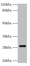 Western blot All lanes: GSTA4 antibody at 8ug/ml + 293T whole cell lysate Secondary Goat polyclonal to rabbit IgG at 1/10000 dilution Predicted band size: 26, 15 kDa Observed band size: 26 kDa