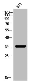 Western Blot analysis of 3T3 cells using MAGE-A5 Polyclonal Antibody